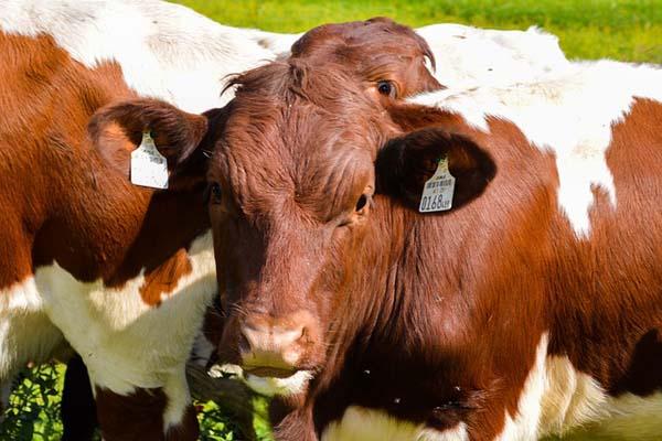 A Sandigliano la Fera d’la Caplina