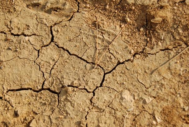 Crisi idrica: “I prossimi 15 giorni sono cruciali per salvare le colture”