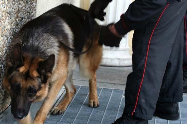 Cani antidroga setacciano le scuole