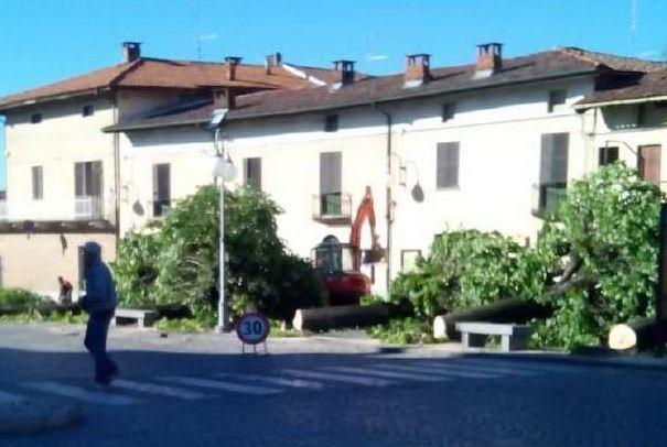 Giù i tigli. E Legambiente… “plaude”