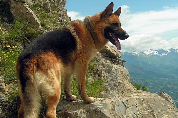 Imprigionato in una frana, salvato dal suo cane