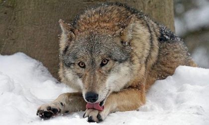 In Piemonte 151 lupi, ma l’unico “solitario” vive in Alta Valsessera