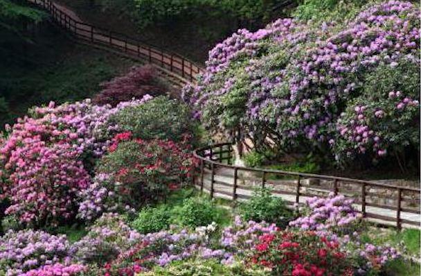 Oasi Zegna, fioritura più bella d’Italia