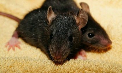 A Campiglia “l’invasione” dei topi