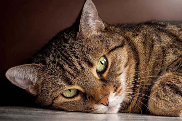 Gatto ucciso con il pallino di una carabina