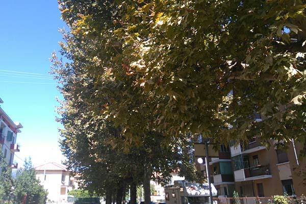Disinfestazione notturna dei platani