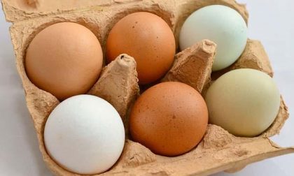 Il caso contaminazione