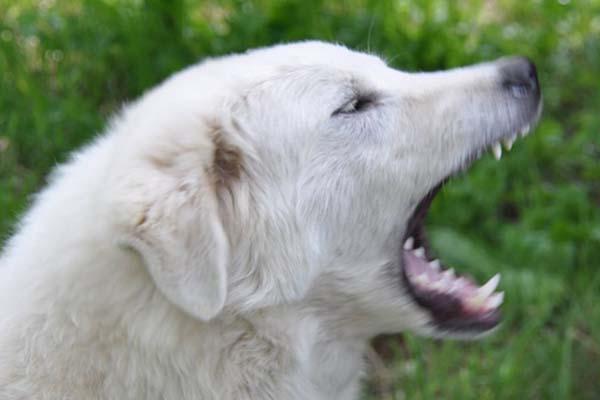 Donna aggredita da tre maremmani