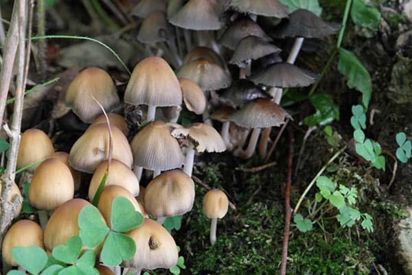 «Funghi? Situazione disastrosa»
