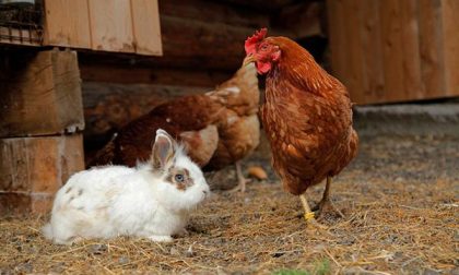 Ladri di… galline e conigli