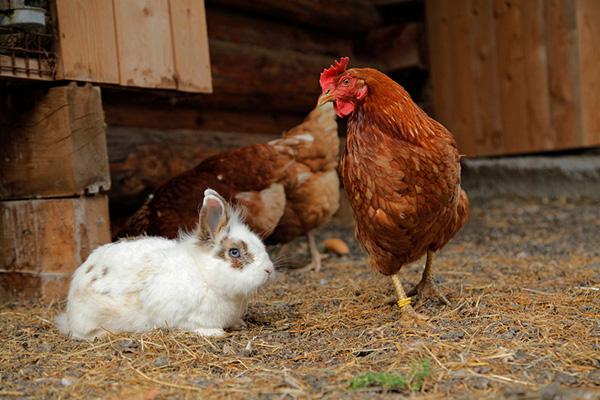 Ladri di… galline e conigli