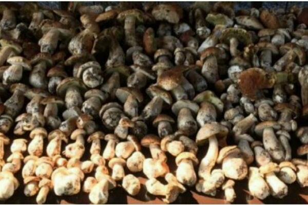 «Troppi maleducati nei nostri boschi»