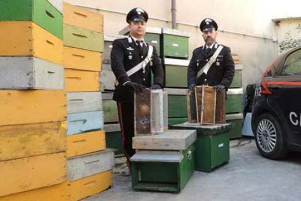 Trovate le arnie, ora preso il ladro