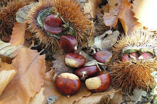 #CastagnoPiemonte, al via il progetto per il rilancio del settore