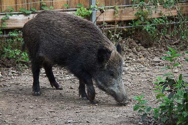 Investe cinghiale, Mercedes distrutta