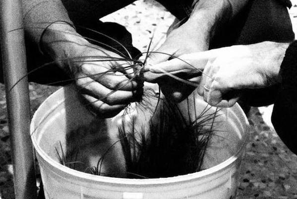 Zafferano, avviata a Coggiola una vera filiera