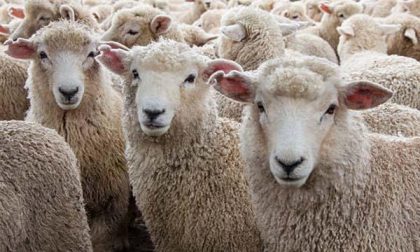 Cavaglià, un centinaio di pecore e capre sparite nella notte