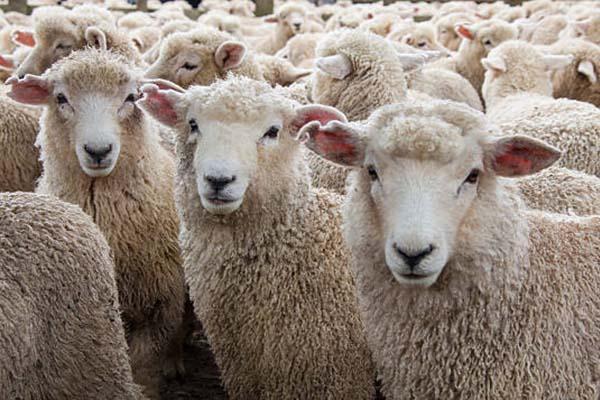 Cavaglià, un centinaio di pecore e capre sparite nella notte