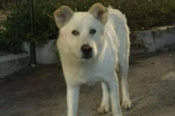 L’area cani dedicata ad Angelo
