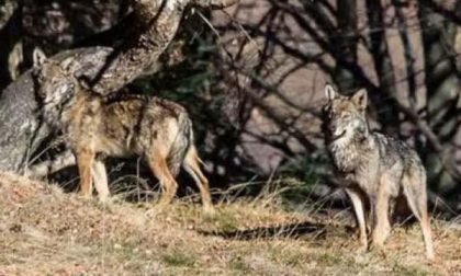 Danni causati dai lupi agli allevatori piemontesi: dalla Regione altri 170mila euro di indennizzi