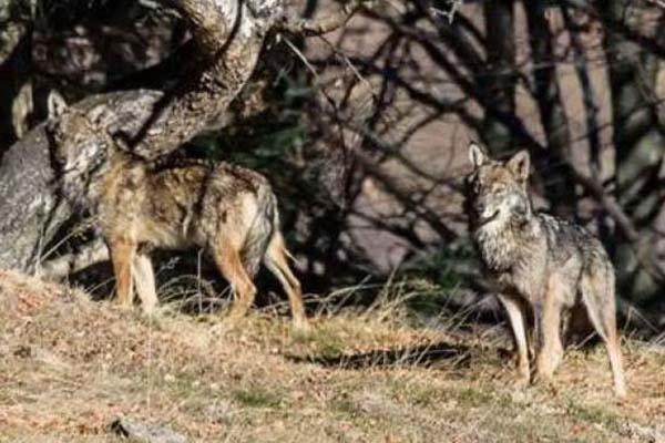 «I lupi ci sono, ma non fanno paura»