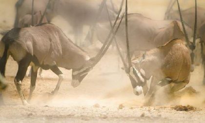 Wildlife, i cento volti della Natura