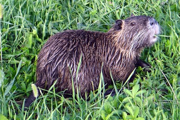 Tolleranza zero contro le nutrie