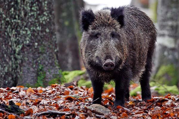 Pray, investito un cinghiale: illesi l’automobilista 25enne e l’animale