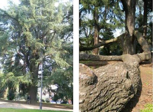 Alberi monumentali, 18 le piante segnalate tra Biella e Vercelli