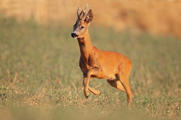 Investe un capriolo, auto distrutta