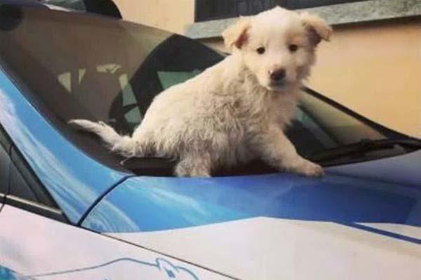 La Polizia salva sette cuccioli rinchiusi in valigia
