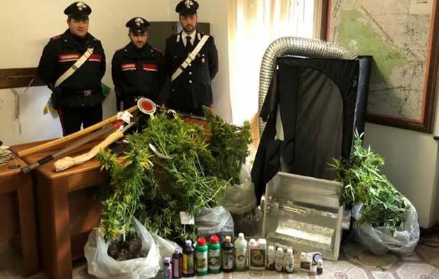 Marijuana coltivata nel bagno di casa
