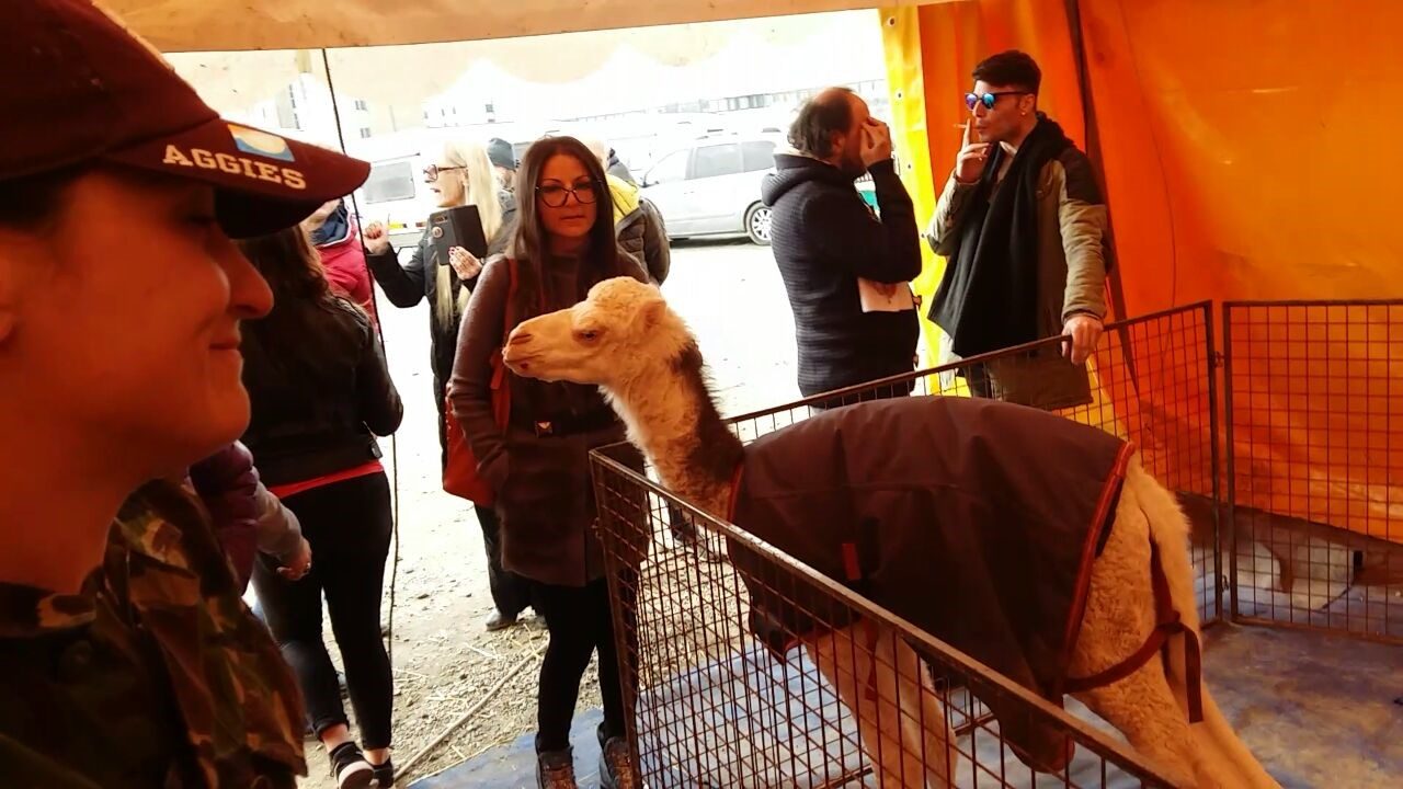 Animalisti al circo Martin: “Nessun maltrattamento”