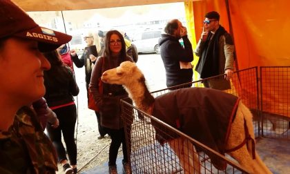 Animalisti al circo Martin: "Nessun maltrattamento"