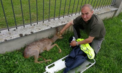 Dalle associazioni un unico monito: "Non toccate i cuccioli di capriolo, potreste condannarli a morte"