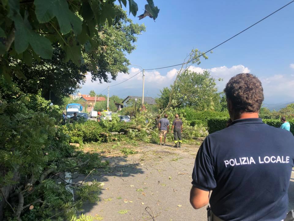 Grossa pianta blocca la strada per Oropa