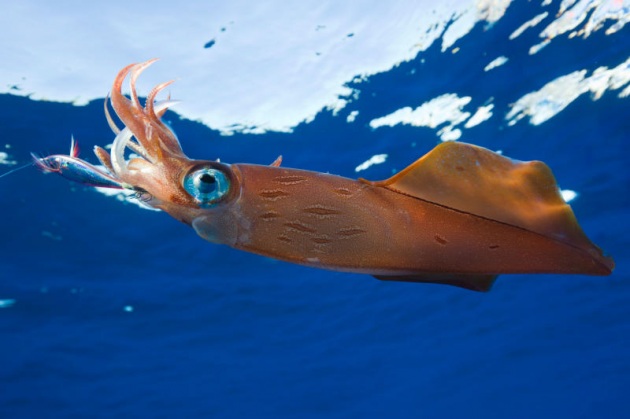 A pesca di calamari con il “kayak fishing”