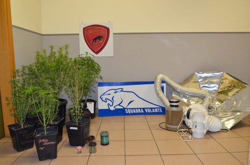 Coltivava marijuana in casa, arrestato