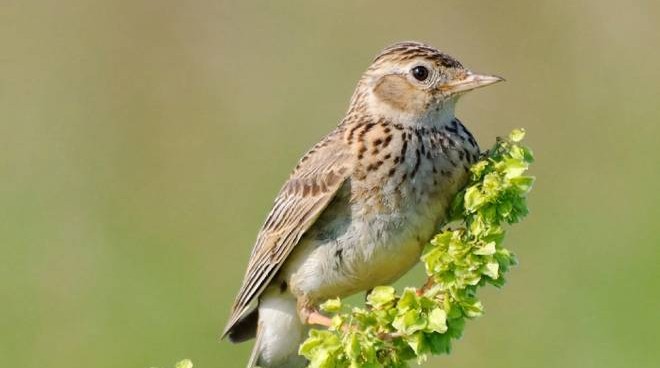 Specie protette: promossa la legge piemontese sulla caccia
