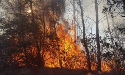 Sindaco Borgosesia mette taglia sul piromane della Valsesia