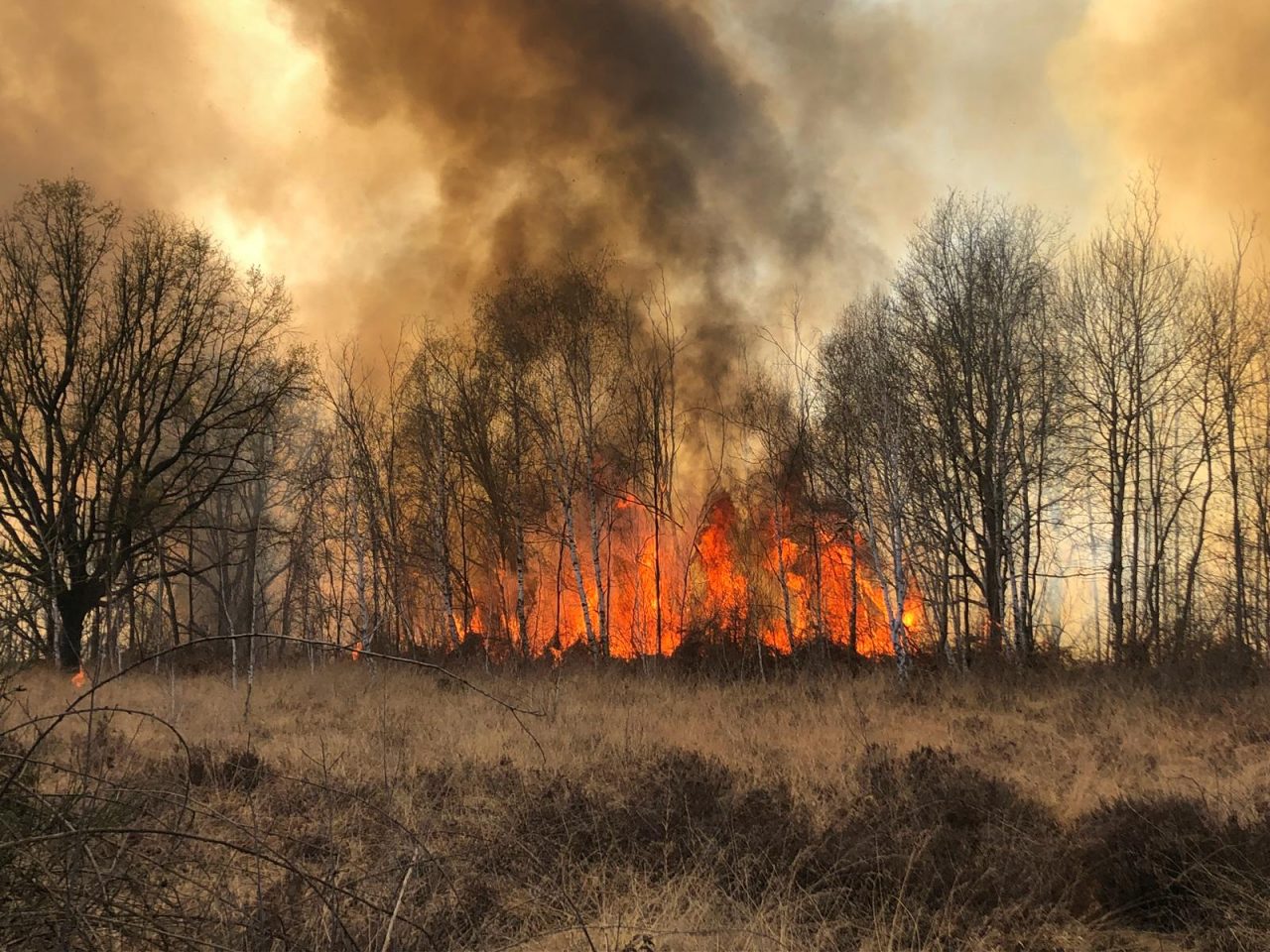 Ancora fiamme in Baraggia, gravi danni all’ecosistema