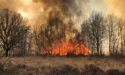 Ancora fiamme in Baraggia, gravi danni all'ecosistema