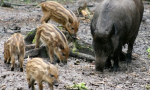 Cuccioli di cinghiale al macello: gli animalisti promettono denunce