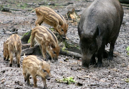 Cuccioli di cinghiale al macello: gli animalisti promettono denunce