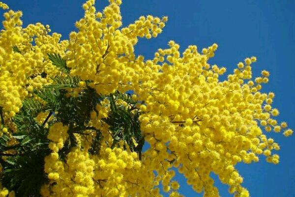 Il fine settimana profuma di mimosa