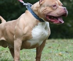 Bimba di 18 mesi azzannata dal suo pitbull, operata per 7 ore