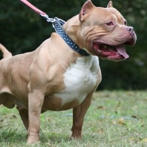 Bimba di 18 mesi azzannata dal suo pitbull, operata per 7 ore