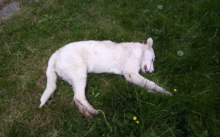 Cucciolo maremmano ucciso a bastonate, scatta taglia di 5000 euro