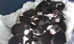 I 14 cuccioli ritrovati a Portula godono di ottima salute