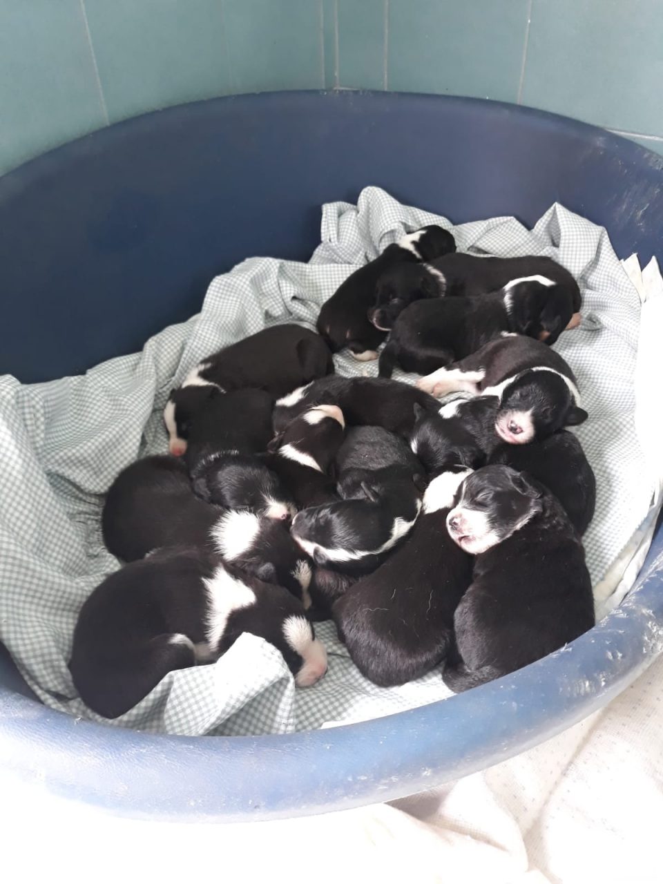 I 14 cuccioli ritrovati a Portula godono di ottima salute